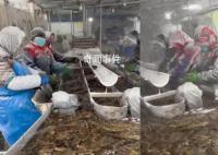 大妈们风雪中唱着歌清理活海参 网友看后表示心酸又佩服