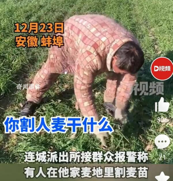 男子偷割他人麦苗喂羊 经民警批评教育男子认识到其错误行为