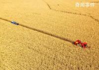 粮食产量连续8年站稳1.3万亿斤 攻坚克难夺丰收中国饭碗成色足