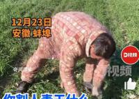 男子偷割他人麦苗喂羊 经民警批评教育男子认识到其错误行为