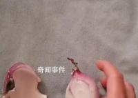女子一家三口发烧用洋葱退热成功 网友表示用了没退下来