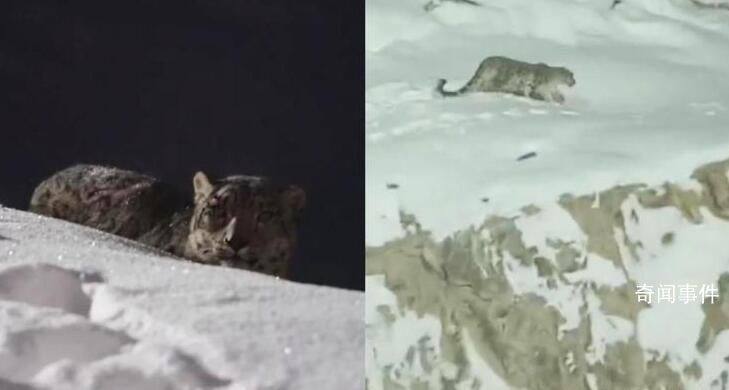 新疆阿勒泰一滑雪场出现雪豹 已连续出现多日未伤人正在找