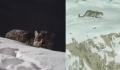 新疆阿勒泰一滑雪场出现雪豹 已连续出现多日未伤人正在找