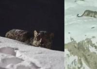新疆阿勒泰一滑雪场出现雪豹 已连续出现多日未伤人正在找
