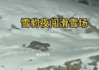 新疆雪豹夜闯滑雪场 当地负责人回应