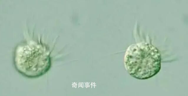 科学家首次发现专吃病毒生物 可以主动食用病毒并茁壮成长