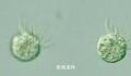 科学家首次发现专吃病毒生物 可以主动食用病毒并茁壮成长