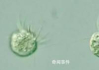 科学家首次发现专吃病毒生物 可以主动食用病毒并茁壮成长