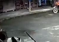 四川雅安大熊猫下山进村溜达 地处栖息地很常见