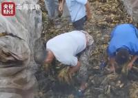 四川一地再现土坑酸菜:工人用脚踩