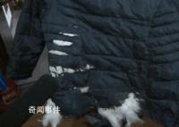 乘客羽绒服炸裂绒毛飘满地铁车厢 网友感叹：看来是真羽绒