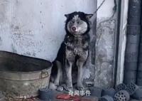第一批带狗回老家的人已被狗遛疯 酿成了一场人与狗的共同浩劫