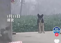 小狗被抱养一个月狗妈妈突然出现 小狗撒腿飞奔瞬间破防