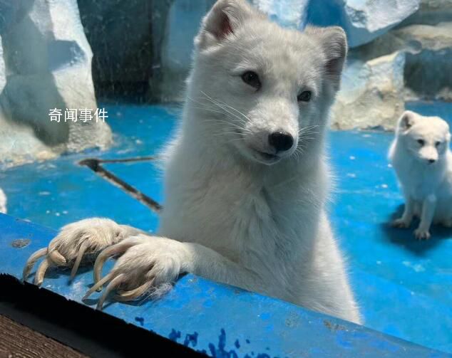 动物园不给北极狐剪指甲致行走困难 看起来真的好痛