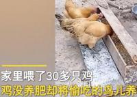 男子发明喂鸡神器 网友:费鸡头