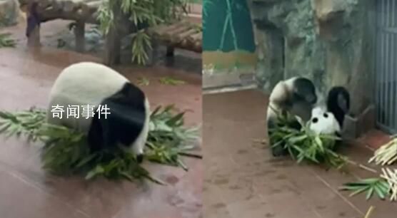 大熊猫看到游客抱着竹子绕圈滚 让不少人直呼门票值了