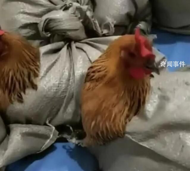 医院用麻袋装活鸡送职工当年货 年货发的鸡是属于助农产品