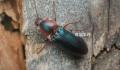 四川发现甲虫新物种 初判是一个金叩甲的物种