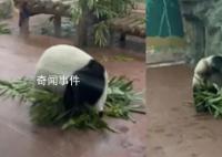 大熊猫看到游客抱着竹子绕圈滚 让不少人直呼门票值了