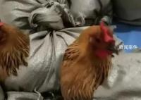 医院用麻袋装活鸡送职工当年货 年货发的鸡是属于助农产品