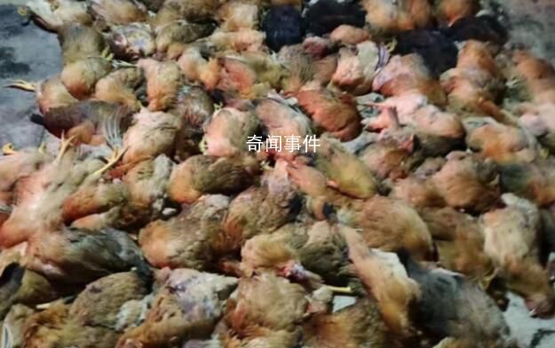 南宁一养鸡场上千只鸡突然死亡 称烟花爆竹让鸡受到了惊吓导致