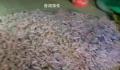 烟台海边再现大量海肠 有人一晚上没走现场卖海肠