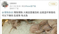 网友称吃火锅遇剧毒蓝环章鱼 好在该网友表示并没有吃