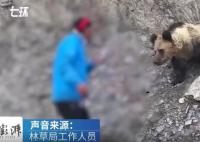 林草局回应村民投喂野生棕熊 视频并非近期拍摄不鼓励投喂