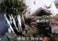 男子新房未入住被邻居种大葱 邻居道歉张先生选择了原谅