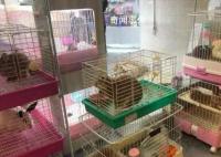春节宠物寄养服务价格上涨 高价寄养催热上门喂养