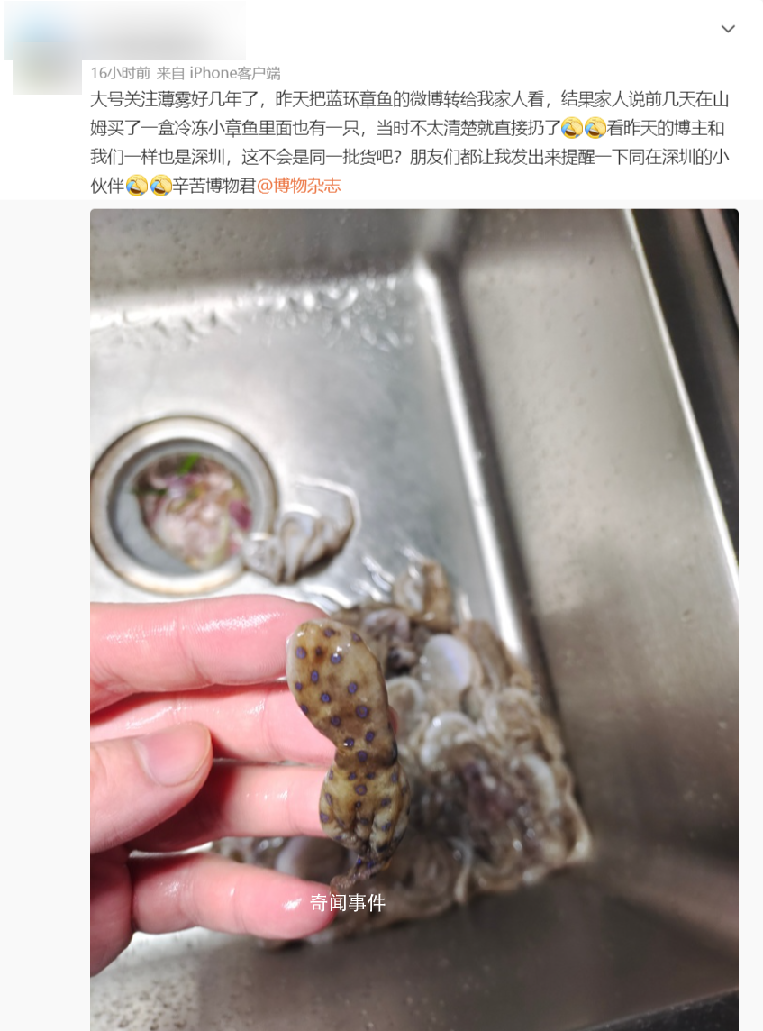 深圳一网友称在山姆买到蓝环章鱼 专家：目前无解毒药物