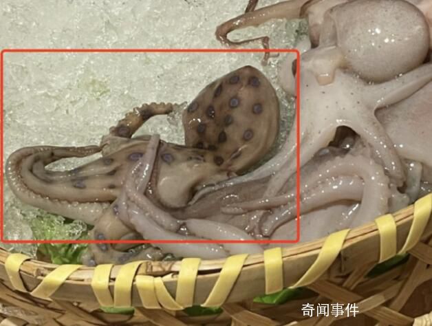 蓝环章鱼毒性是眼镜蛇的50倍 毒性强发作快伤员治疗难度大