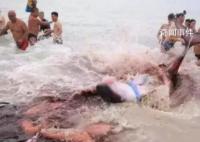 三亚大东海海滩鲨鱼咬人?辟谣来了