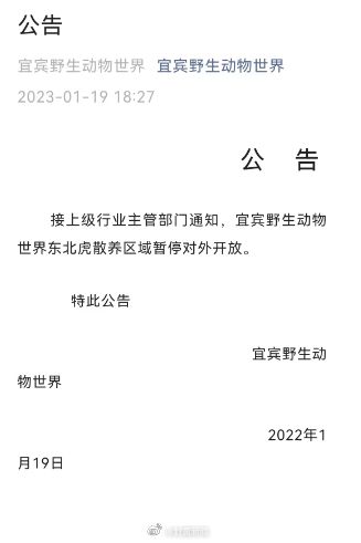 动物园老虎被3只狮子围攻撕咬 初步了解系动物越界