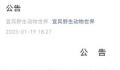 动物园老虎被3只狮子围攻撕咬 初步了解系动物越界