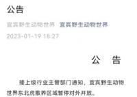 动物园老虎被3只狮子围攻撕咬 初步了解系动物越界