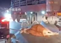 灵山“网红牛”不幸被车撞死 目前尚不清楚事故原因
