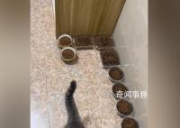 主人离家10天给猫备10碗粮17碗水 留守喵惹人怜爱