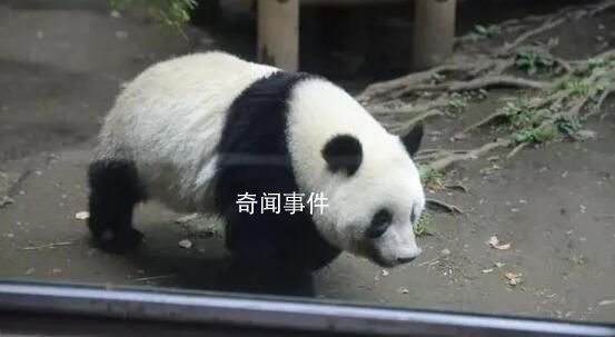 日本民众排长队与大熊猫香香告别 熊猫香香为什么这么红