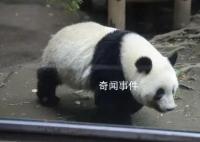 日本民众排长队与大熊猫香香告别 熊猫香香为什么这么红