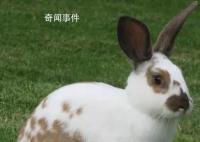 兔子到底有多少种名字? 各地叫法各不相同