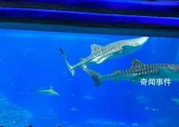 珠海长隆海洋王国最大鲸鲨疑死亡 目前暂时没有收到这个通知