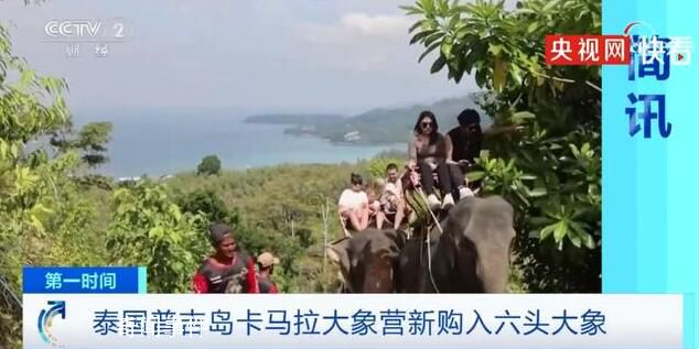 泰国普吉岛为迎接中国游客采购大象 新购入了6头大象