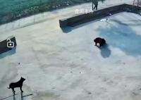 孩子抱走小狗还给大狗磕了3个头 直接把狗给磕蒙了