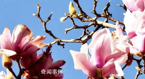 2023年第一批春花开了 春节看春花奔赴向未来