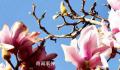 2023年第一批春花开了 春节看春花奔赴向未来
