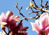2023年第一批春花开了 春节看春花奔赴向未来