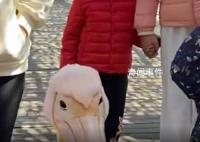 男孩逛景区遇现实版“鹈鹕灌顶” 目击者：孩子有点懵但也没哭