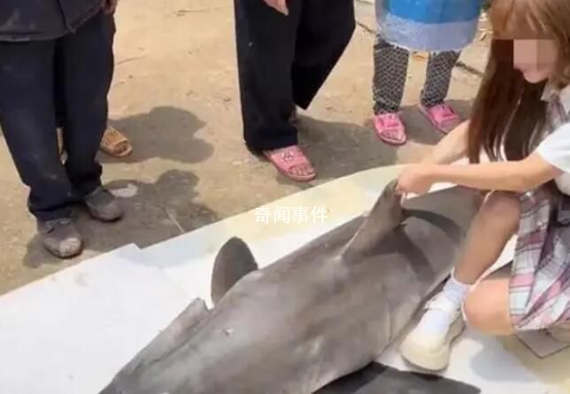 网红博主烹食噬人鲨被罚12.5万 销售者和捕捞者已被当地公安机关逮捕