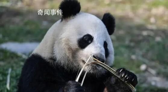 芬兰动物园因缺钱拟送大熊猫回中国 将在2月28日就是否归还大熊猫做出最终决定